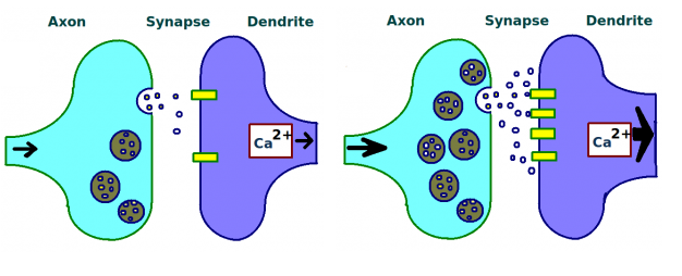 synapses in brain - ciltep nootropic review