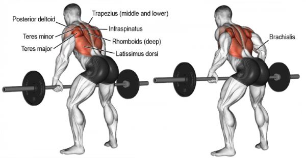 bent-over-barbell-row